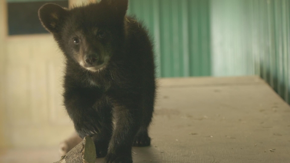 Becoming a Bear