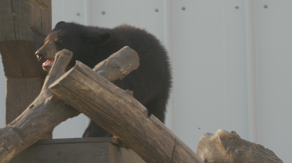 A Bear's Thanksgiving