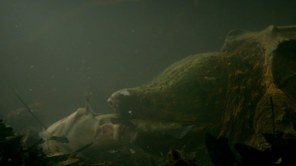 Swamp Things