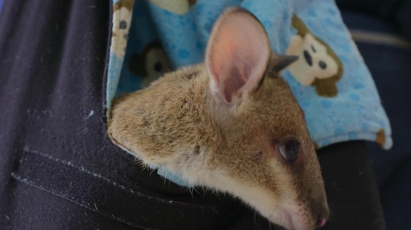 Watch Dr K S Exotic Animal Er Season 9 Episode 1 I Wallaby Your Baby Online
