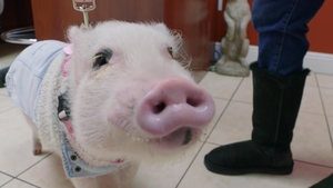Oui, Oui… Piggie!
