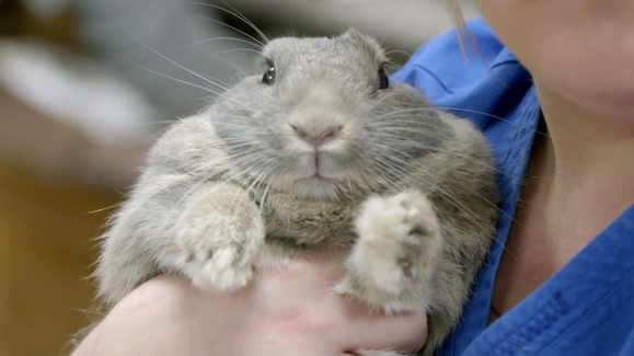 Watch Dr K S Exotic Animal Er Season 9 Episode 6 Band Of Bunnies Online