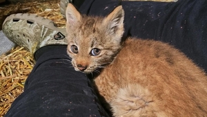 Lynx Be a Lady
