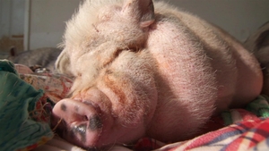 Flip the Pig