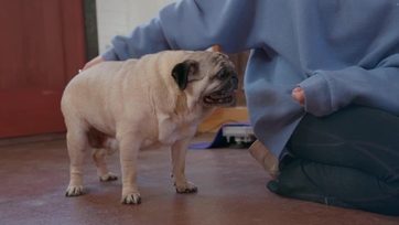 Watch Dr. Oakley, Yukon Vet Season 10 Episode 11 Hug for a Pug Online