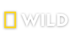 Nat geo wild online live streaming