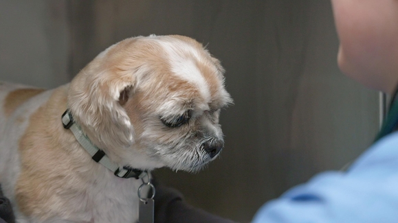 Dogs Saving Dogs
