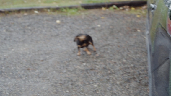 Rosey Colored Glasses