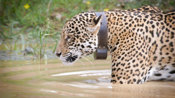 Collar Complications