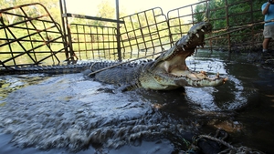 Watch Monster Croc Wrangler TV Show - Streaming Online | Nat Geo TV