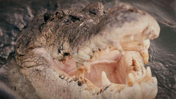 Watch Monster Croc Wrangler Season 3 Episode 1 To Catch a Giant Online
