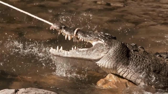 Watch Monster Croc Wrangler Season 4 Episode 1 Fly Away Croc Online