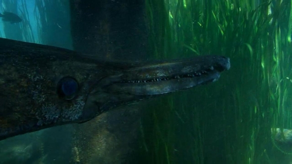 The Alligator Gar – a Monster-Sized Armored Fish - John In The