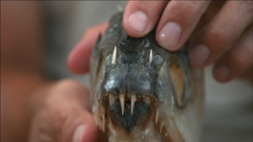 river monsters wolf fish teeth