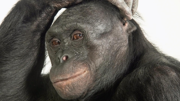 Monkey Business