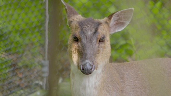 The Barking Deer