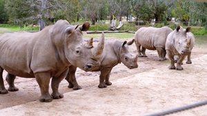 Rhi-yes or Rhino?