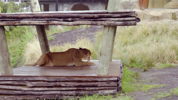 Watch Secrets of the Zoo: Down Under Season 3 Episode 8 Lion Cub Life Online - Vimarsana News