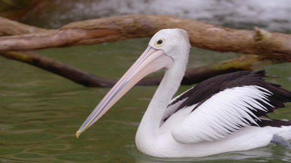 Watch Secrets of the Zoo: Down Under Season 3 Episode 15 Penguin SOS Online - Vimarsana News