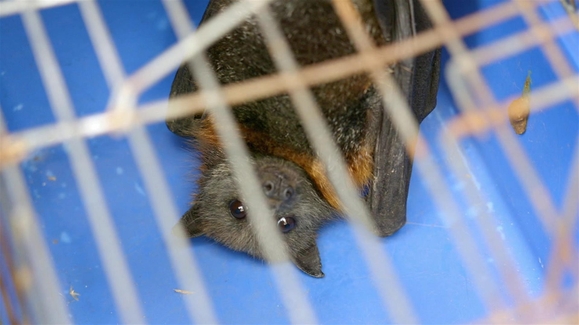 Watch Secrets of the Zoo: Down Under Season 3 Episode 16 Going Batty Online - Vimarsana News
