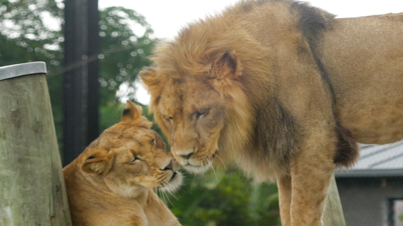 Lion Toothache