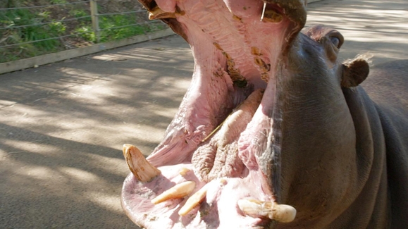 Healing Hippos