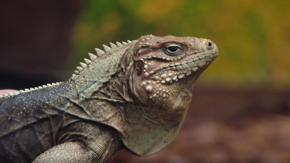 Iguana Be Your Friend