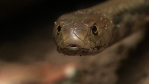 Serpent's Surprise