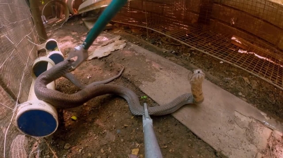 Hiss of Death