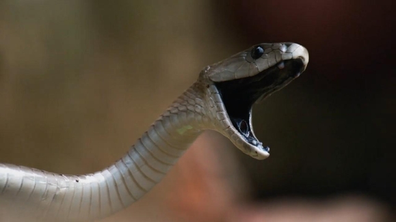 Scorch and Slither