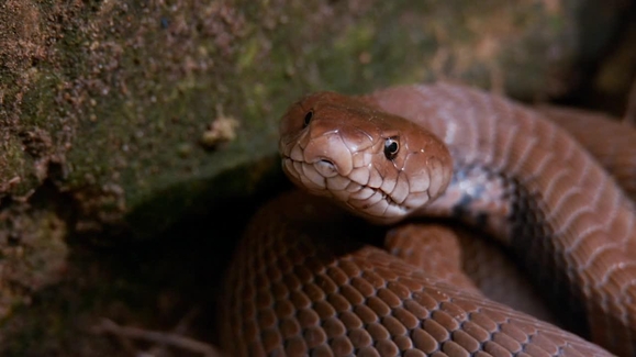 Slither from Below