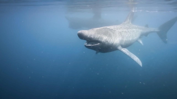 Shark Dynasty
