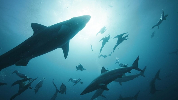 Shark Supremacy