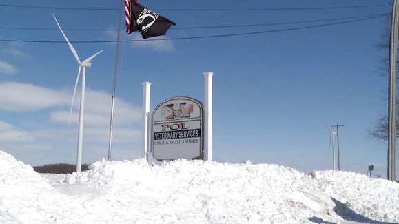 The Chester-shire Calf