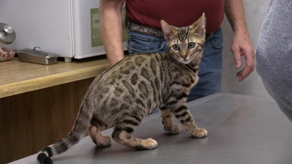 Brrr, It's Friesian!