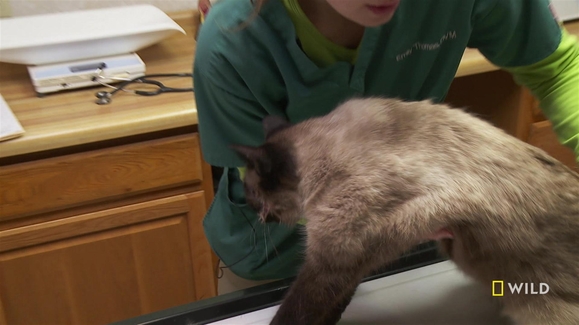 Cat Scratch Fever