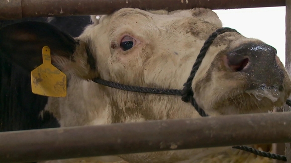 Happy Han-Neigh-Kkah 