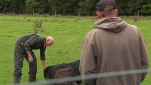 Watch The Incredible Pol Season 23 Episode Happy 80th Doc