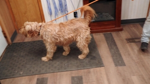 Watch The Incredible Pol Season 23 Episode 10 Pol Paw-ty Online