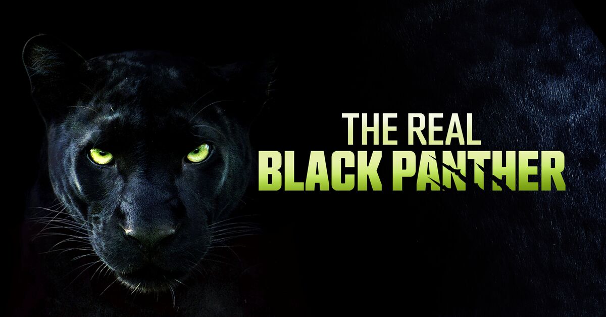 Watch The Real Black Panther TV Show - Streaming Online - Vimarsana News