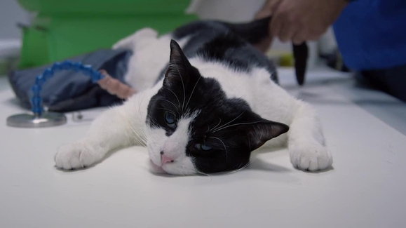 Nine Lives