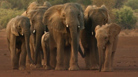 Elephants on the Edge