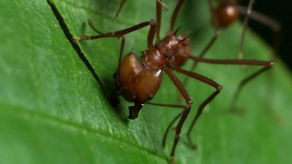 Army of the Ants