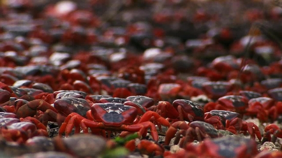 Night of the Christmas Crab