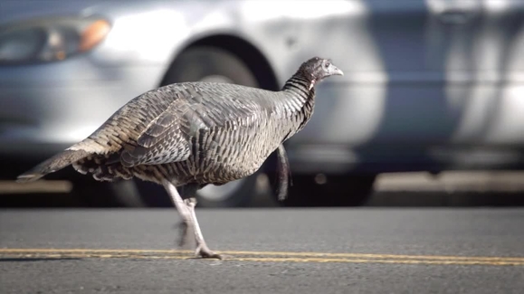 Watch United States of Animals Season 1 Episode 5 Turkey Gangs of New York  Online