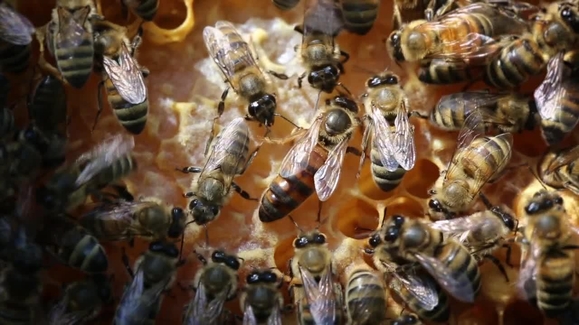 The West Sting