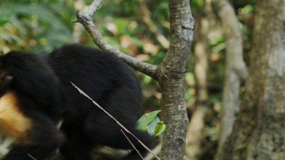 Capuchins Beat The Tides
