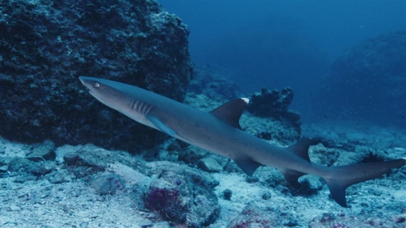 Sharks of Cocos Island