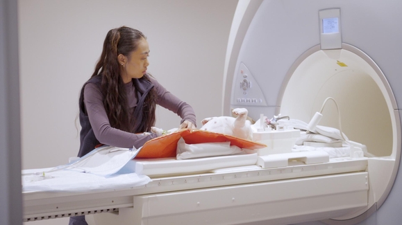 The Frenchie That Can't Poo