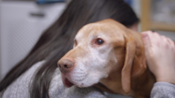 The Dog That Swallowed a Skewer